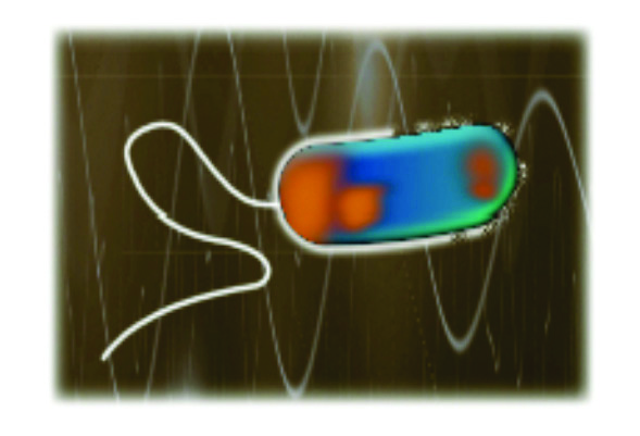 Figure 2: Electroporation: Pulse damages bacteria membranes